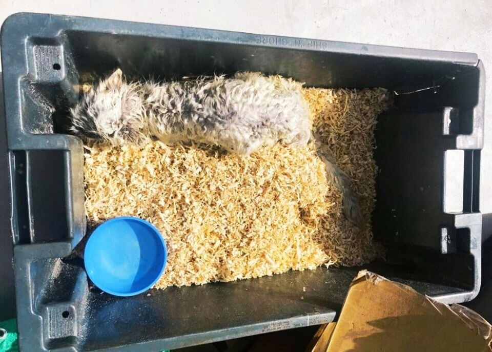 Сначала мокрый и несчастный зверёк забился в угол пластикового ящика и отказывался от пищи
