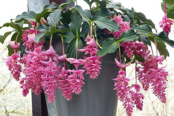 Мединилла в домашних условиях. Ссылка на фото https://goo.su/91KU.