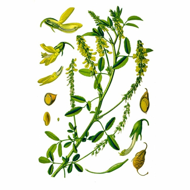Донник лекарственный: Meliltous officinalis.час