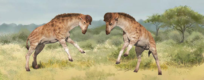 Дискокериксы выясняют отношения