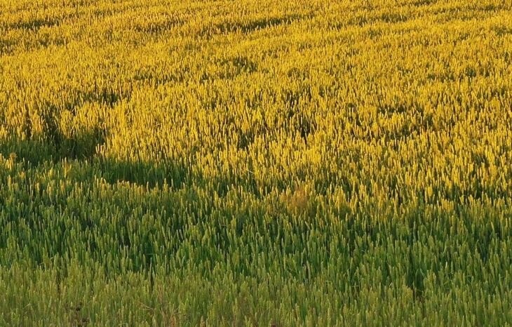    Компостирование может увеличить мировое производство основных зерновых культур на 96 млн тонн в год