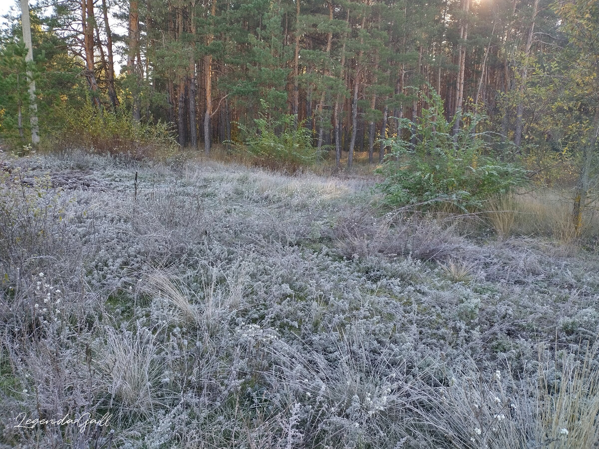 И еще опушка в инее