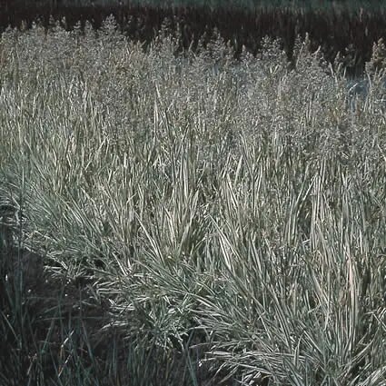 Источник: https://www.directplant.nl/witbol-holcus-mollis-albovariegata.html