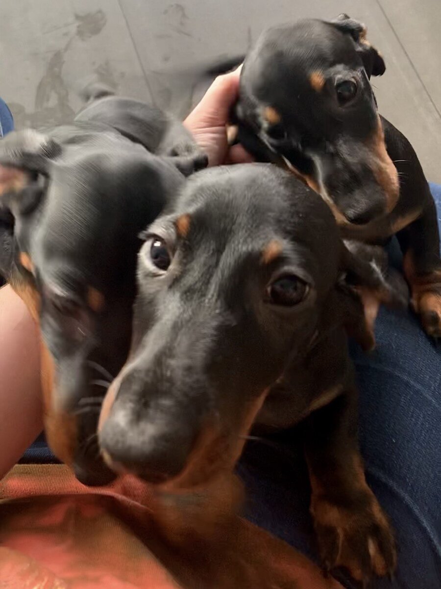 Кто самый наглый, тому всё внимание