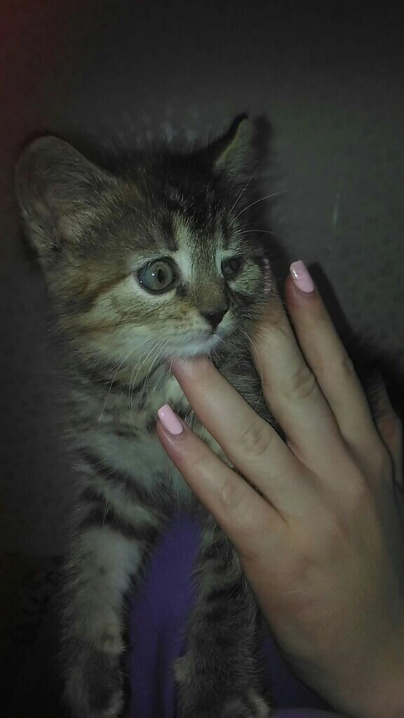 Обработана от паразитов и вымыта