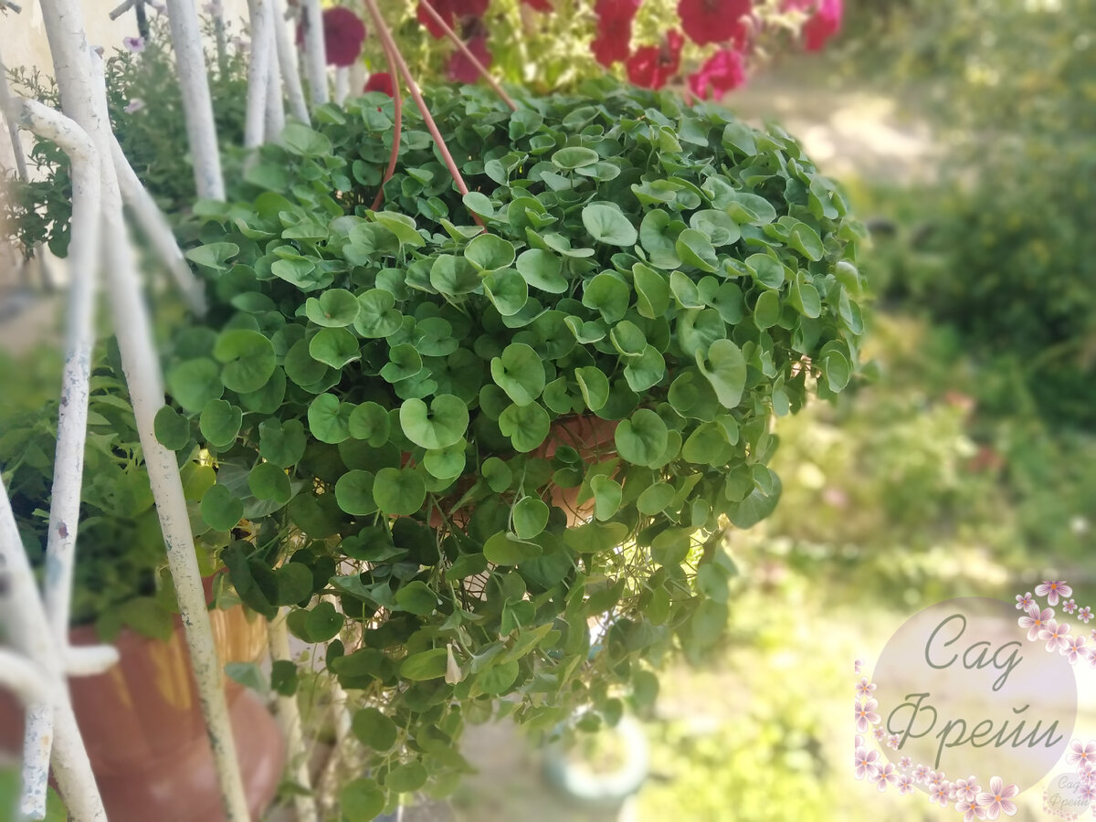 Хотя вот для дихондры есть четкая инструкция, как сделать так, чтобы она сделала зеленую шапку