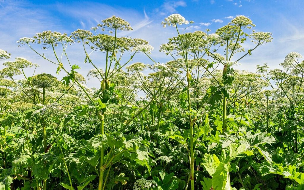 Фото из свободных источников