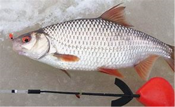 А вот и первая плотва!