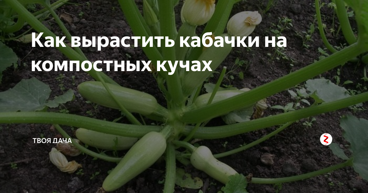 Как растут кабачки фото поэтапно для начинающих