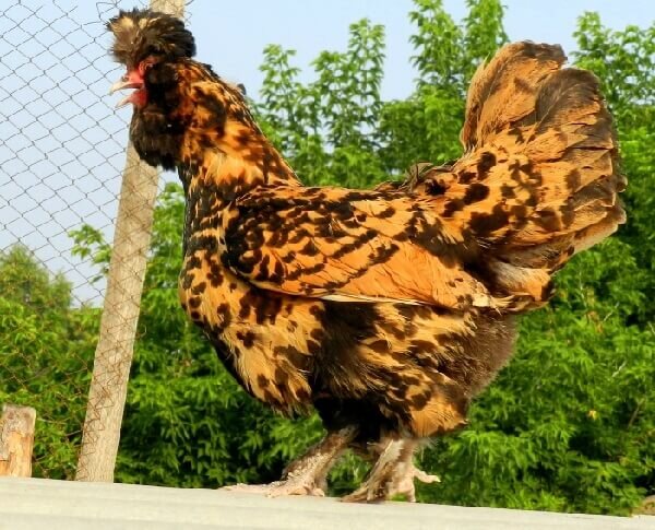 Особенности содержания павловской породы кур