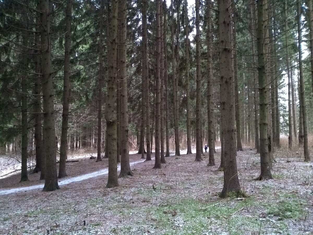 Еловый островок