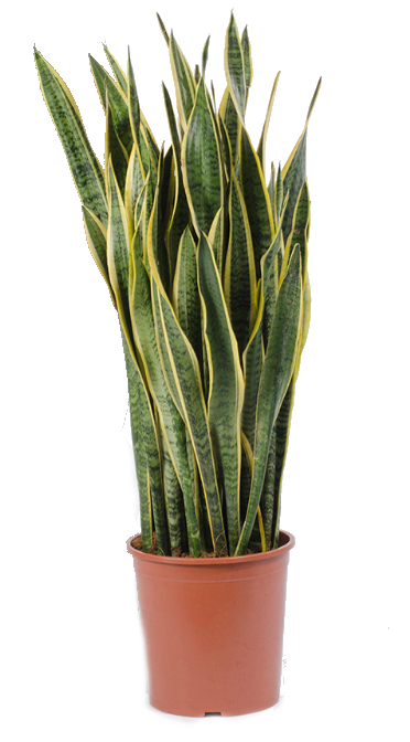 Сансивьера - солдат очистки воздуха.