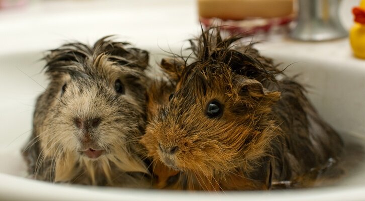 Как купать морскую свинку в домашних условиях: правила мытья и частота купания