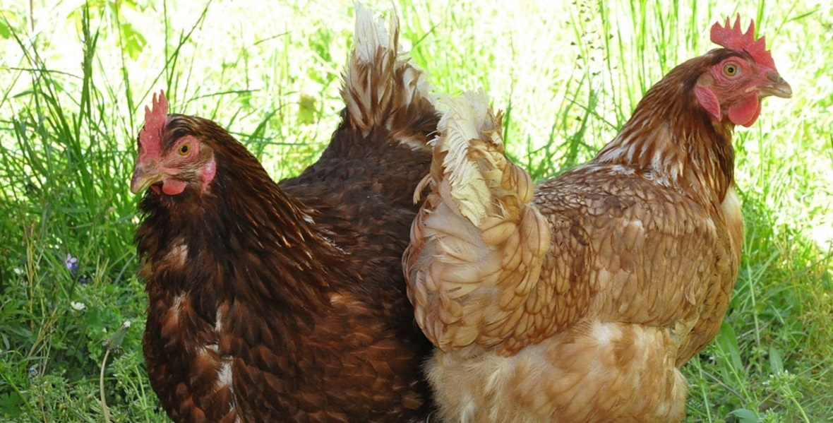 Да, аренда вот этих куриц