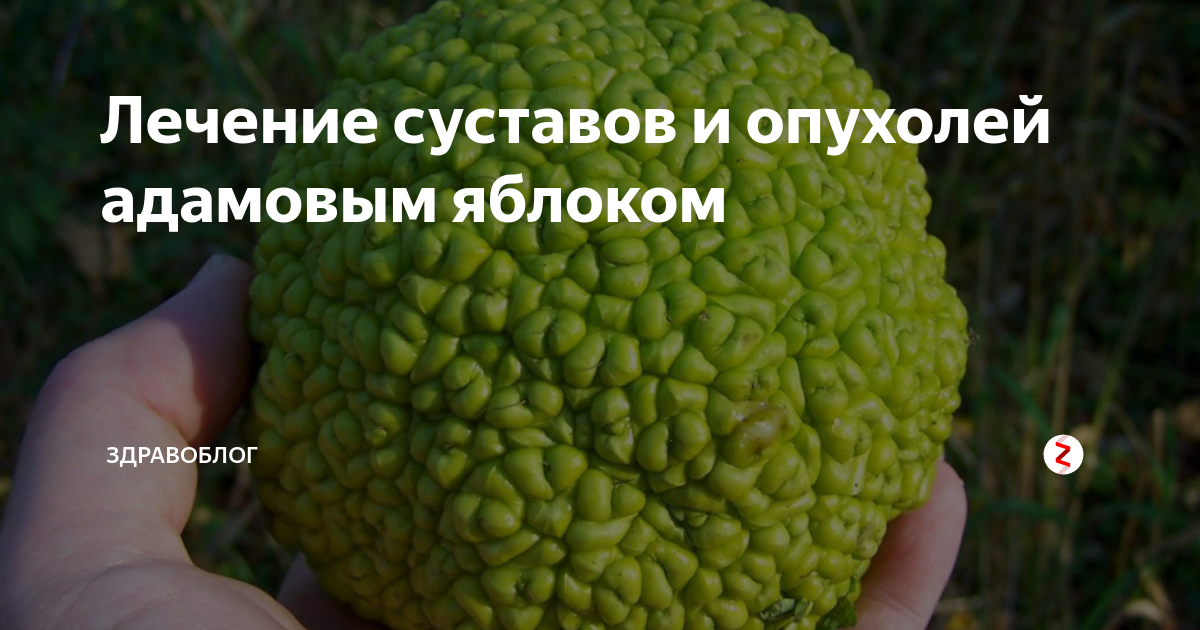 Адамово яблоко для суставов отзывы. Адамово яблоко. Адамово яблоко от суставов. Иссечение адамово яблоко. Адамово яблоко комнатное растение.