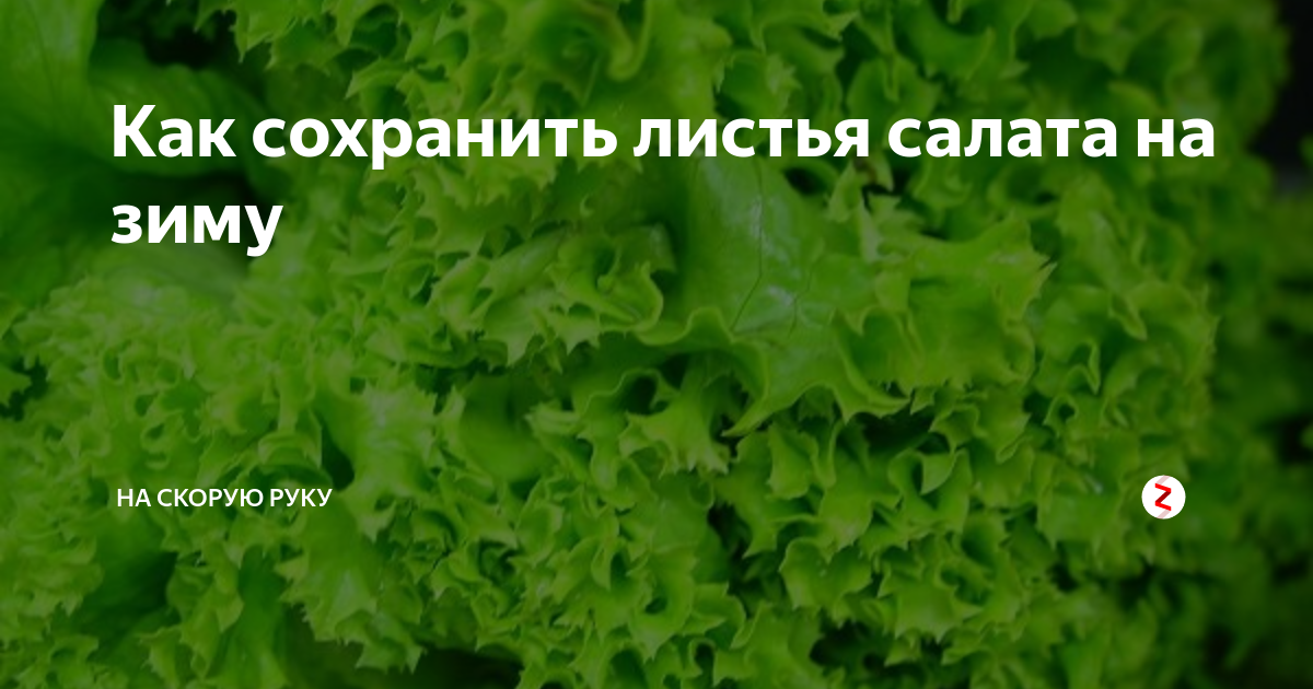 Как сохранить листья. Салатные листья на зиму. Листовой салат на зиму. Салат листовой заготовка на зиму. Листья салата рецепты на зиму.