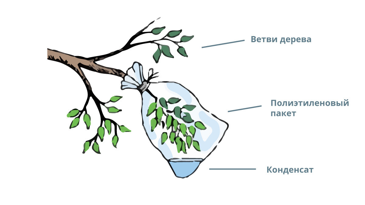 Схема ветки дерева. Способы добычи воды. Способы добывания воды. Способы добычи воды в лесу. Добыча воды с помощью полиэтиленового пакета.
