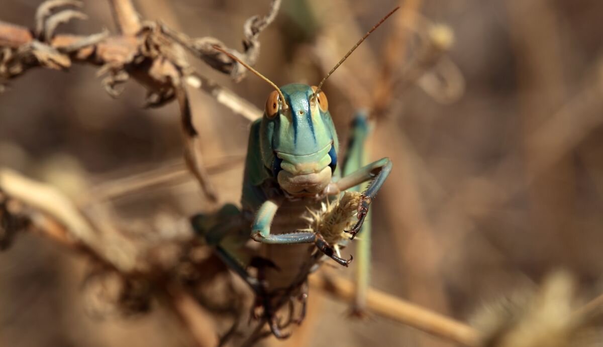Фото astravolga.ru