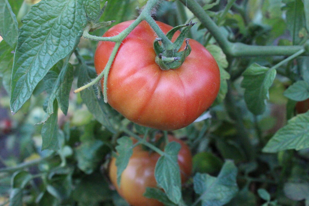 Признак у гибридов f1. Томат хайпил f1. Помидоры гибрид f1. Гибрид Вайнмон томат. Семена хайпил f1 томат.