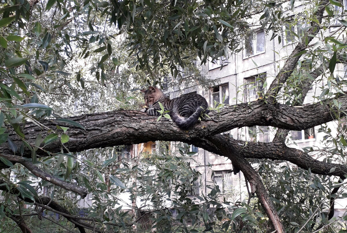 Кот-философ