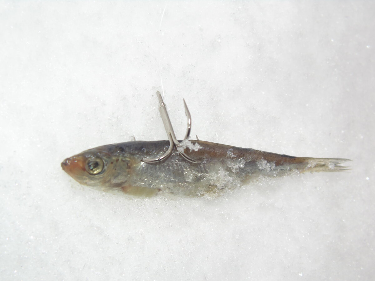 Фото взято из сети интернет