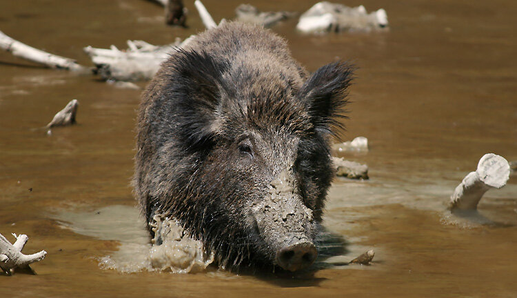 Источник картинки: http://www.australiaoceaniatravel.com (видео ниже)