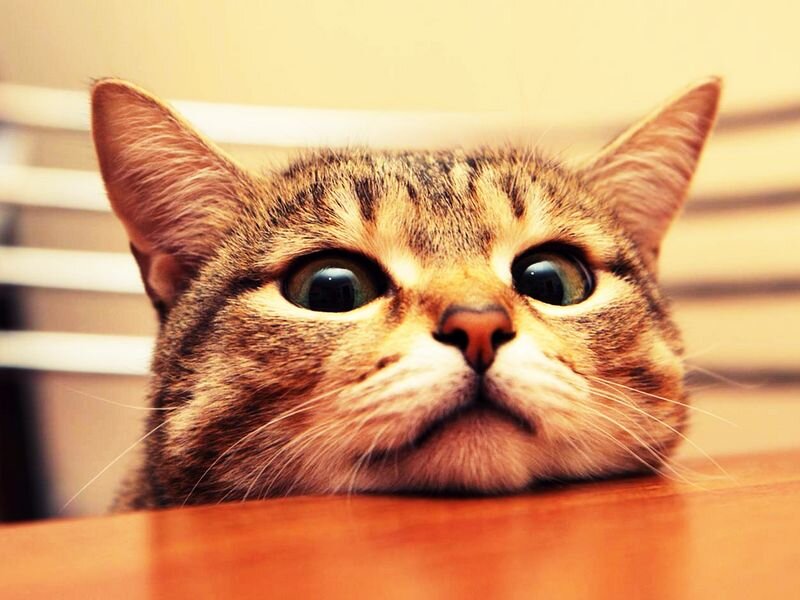 Как отучить кота лазить по столам