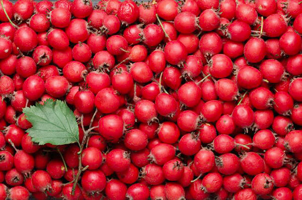 Плоды шиповника используют в пищу еще с ледниковой эпохи