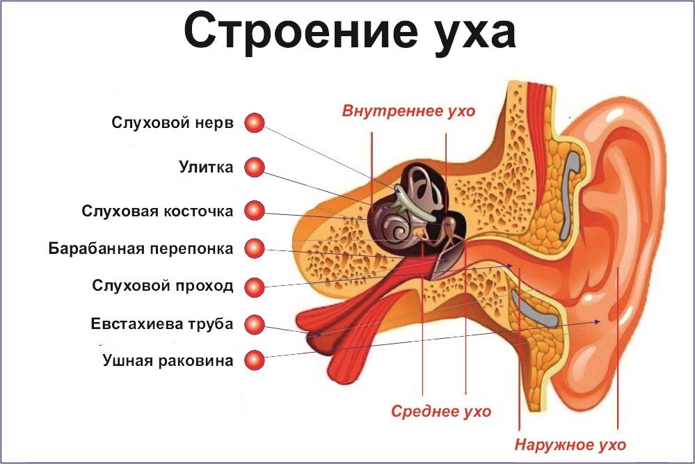 Рисунок части уха