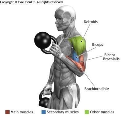 Гиря мышцы. Анатомия упражнений с гирями. Упражнения с гирей мышцы. Гиря группы мышц.