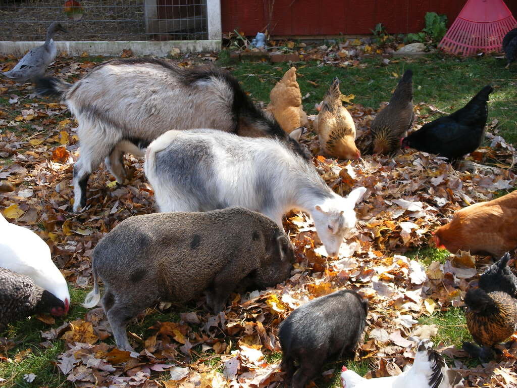 Как жительница сельской местности с семилетним  стажем постоянно удивляюсь наивностью большей части горожан. Да что греха таить, не только горожан, но и сельчан, которые последние лет двадцать курицу только у соседей видели.  	Сейчас с наступлением холодов начнется сезон забоя скота на мясо. Все мечтают приобрести  нежирную свининку, выращенную без гормонов и иных добавок в условиях нашего "теплого" климата, желательно по цене ниже Светофора, ну рублей так за 150-180 за килограмм. А к ней бы говядинку, молодую, мясистую, экологически чистую рублей так за 200-220. Неплохо бы, яички по цене не дороже, чем в магазине. А то зачем мне ваши за 50 рублей, когда я могу в Магните купить? Или молоко за 35-40 рублей за литр. 
	Я не торгую, как правило, своими продуктами. Крайне редко, уже когда сильно просят, могу продать излишки. Не занимаюсь продажей по причине того, что выращиваю свою живность без лекарств и гормонов чисто для себя. Муж - аллергик, да и здоровье остальных членов семьи оставляет желать лучшего. 
	Попытки объяснить, что я не продам свою свининку за цену ниже. чем 250руб за кг, всегда безнадежны. Мне от такой продажи, кроме лишних хлопот, никакой выгоды, одна убыль. Климат у нас не простой, поросята любят тепло, им нужна молочка, жирная пища. До убойного веса свинья растет минимум 6 месяцев, если не использовать... А тут начинается интересное, есть несколько способов удешевить продукцию:
1. Использовать корма с добавками от химической и фармацевтической промышленности. Мои соседи выращивают свинину на продажу и для себя. Поросят держат отдельно. Первых прокалывают спецпрепаратами, которые им поставляет родственница, работающая ветврачом на свинокомплексе, вторых кормят простыми кормами и отходами со стола. Первая партия попросят вырастает всего за 3 месяца, вторая за полгода и более. Естественно, что кормов на первую партию уходит в два раза меньше и себестоимость мяса тоже почти в два раза меньше. Поросят, выращенных на добавках сами не едят и родне не дают.
2. В селе, есть КФХ или колхоз. Есть возможность получать паи или"брать то, что плохо лежит". У нас в районе таких хозяйств практически не осталось. Паи у многих есть, но парадокс в том, что большинство разведением скотинки и птицы не заморачиваются.
	Примерно такая же ситуация с яичком от курочки. В нашем климате еще и большие затраты на тепло и свет, зима длинная. Молоко тоже стоит денег. Сено и корма  стоят немало, стойловый период  более полугода, да и за выпас берут немалые деньги.  ну, нет смысла мне продавать свои продукты за цену ниже их себестоимости. а если, учитывать еще и человеко-часы, потраченную на уход за всем этим хозяйством, то и вовсе. Уж, извините, за дешевым в магазин. Там курочка по акции по 90 руб/кг бывает и яичко до 30-ки за десяток. Зато мои собаки и коты всегда сыты и довольны.
