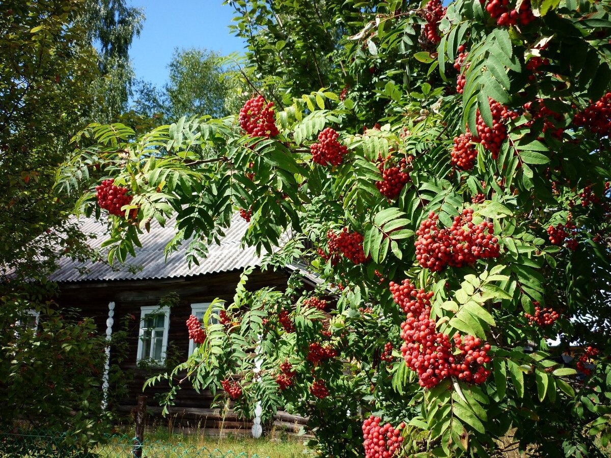 Народные приметы и суеверия про красную рябину возле дома