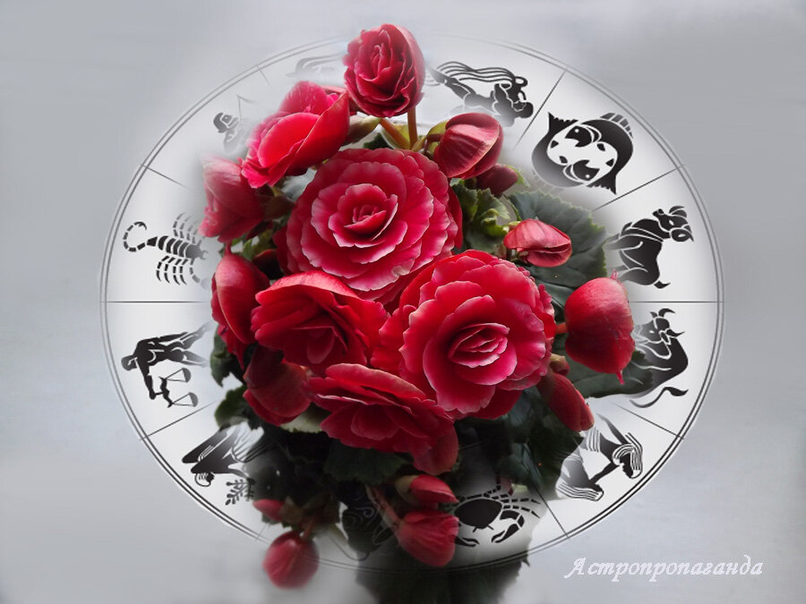 Коллаж Нины Стрелковой.