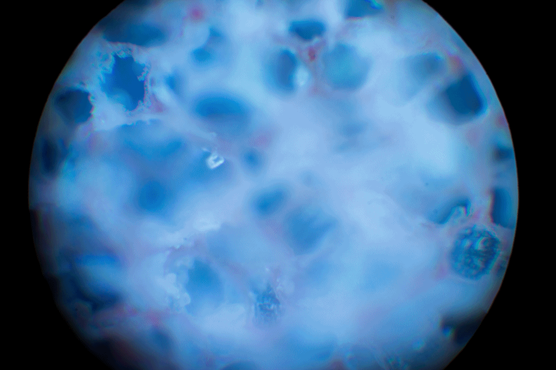 Анимация. Пролетаем сквозь губку.