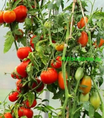 Правила и советы по посадке томатов на рассаду в России: выращивание из семян, когда и как сажать, по лунному календарю, в разных регионах