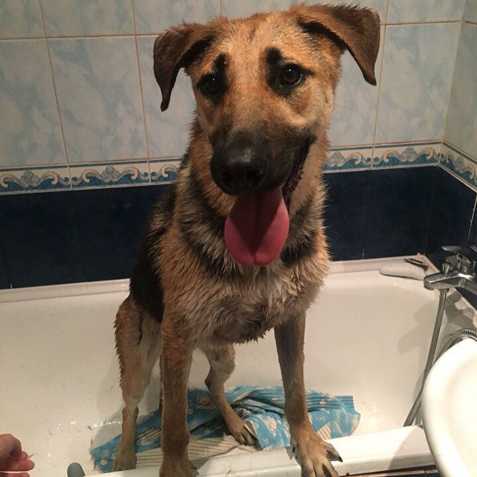 ▪️ Тимон, 2 года ▪️ Привит, кастрирован
▪️ Приучен к 2х разовому выгулу
▪️ Живет на кинологической передержке, вырос в приюте @redpineshelter
▪️ Очень ищет родителей, готов залюбить вас целиком и полностью