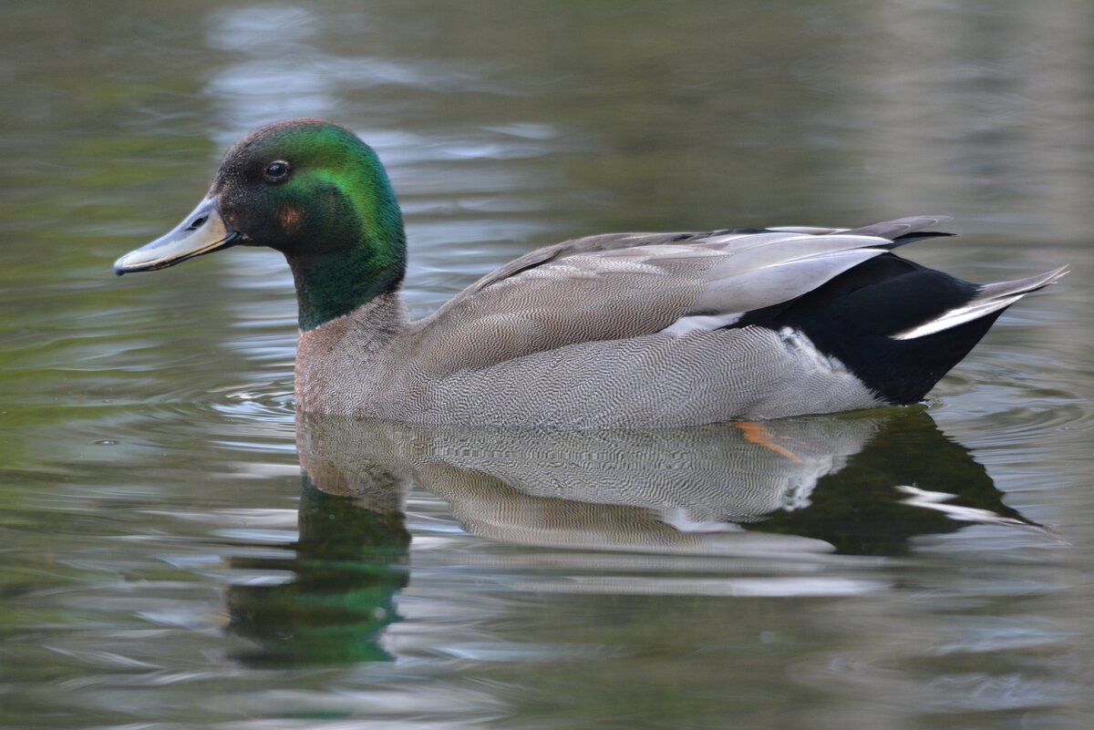 Гибрид кряквы и чирка-свистунка (Гатчина)