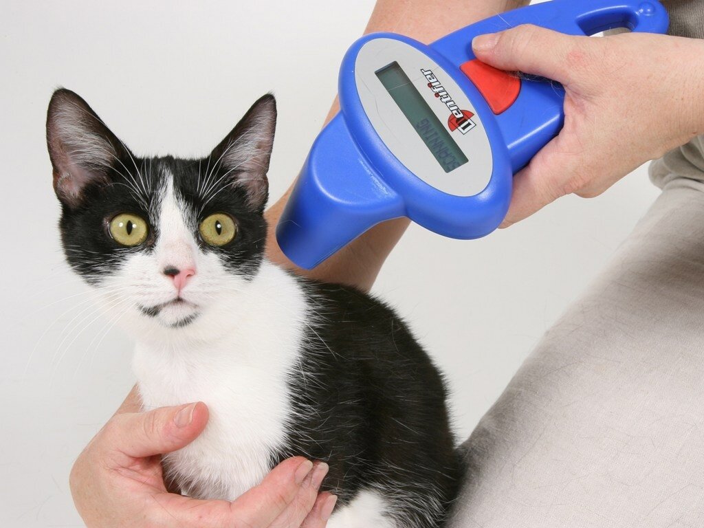 Чипирование кота.Источник: Catnips.co.uk#ГосДума
