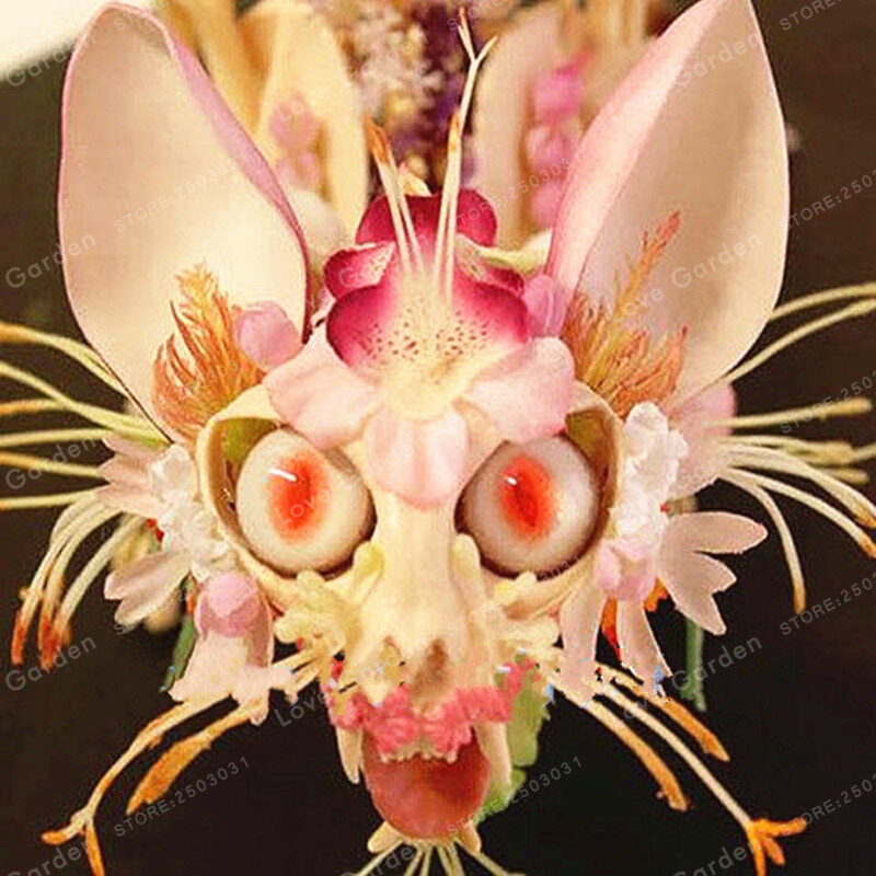 Орхидея-обезьяна. Чудо фотошопа.