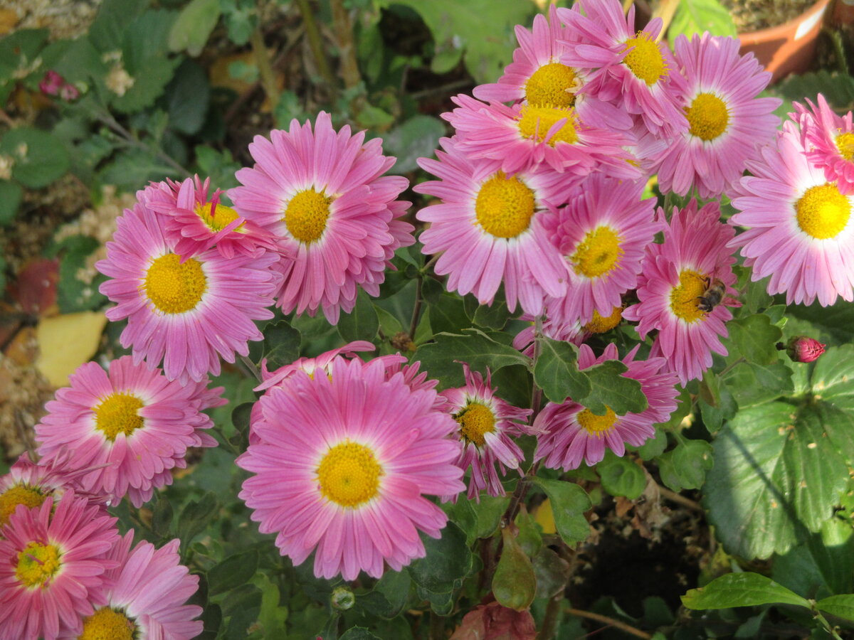 Розовая хризантема. Как видите, ромашки с парой рядов лепестков.