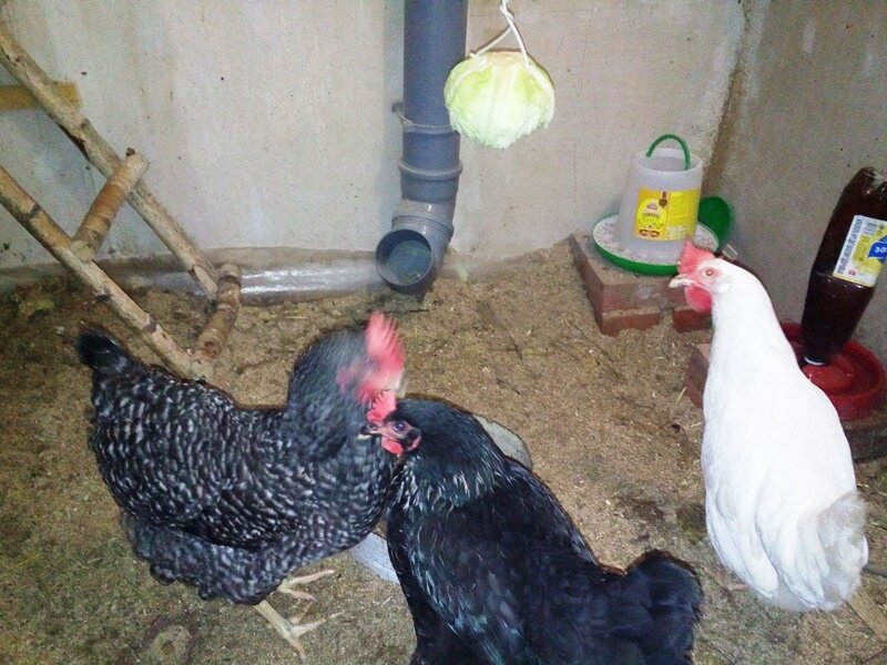 Курица хромает на одну ногу: почему и что делать?