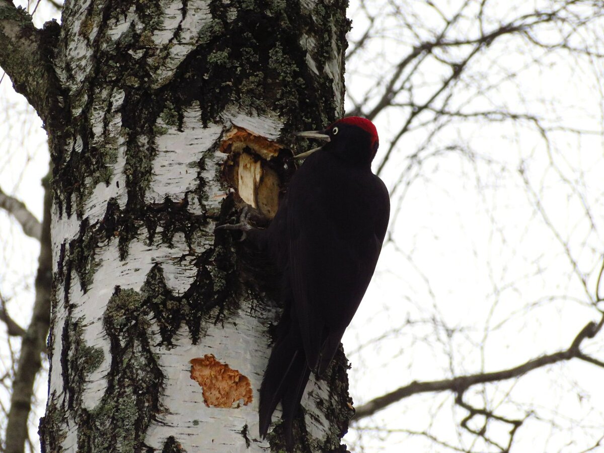 Самец желны долбит по берёзе и вопит как оглашенный. Фото автора. 