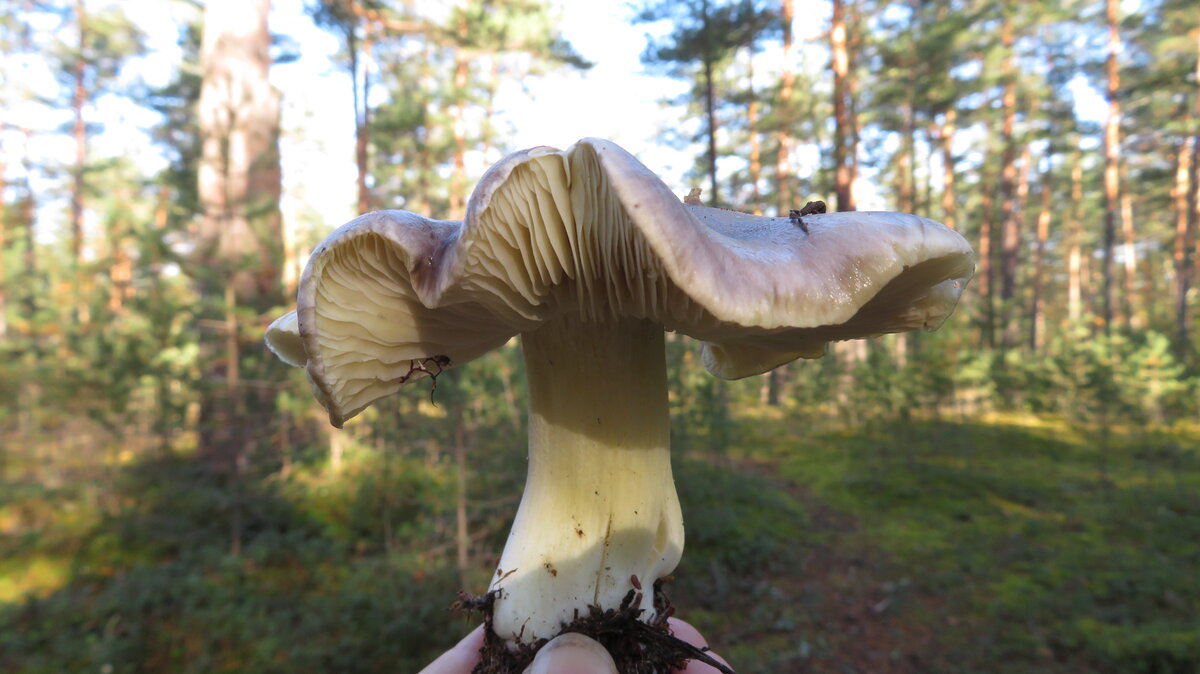 Рядовка серая. Фото автора.