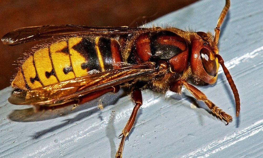 Чей укус опаснее: пчелы, осы, шмеля или шершня | Ecoz Pro