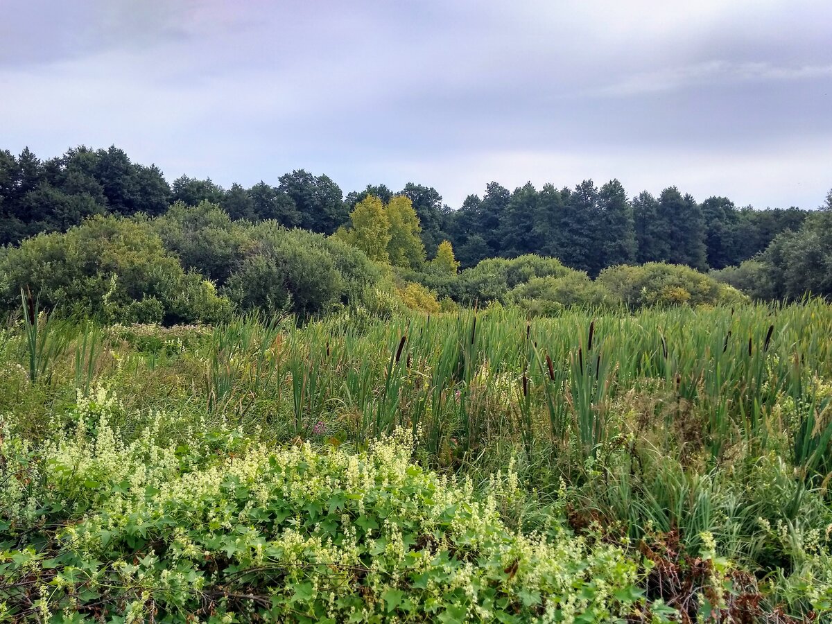 Село зеленое ульяновская область. Село Терентьевка Ульяновская область. Волынщина Ульяновская область природа. Село Подкуровка Ульяновской области природа лес. Река Терентьевка Владимирская область.