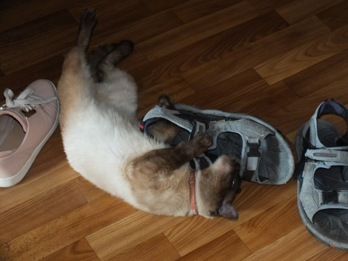 - Сейчас я узнаю, где вы шатались весь день!