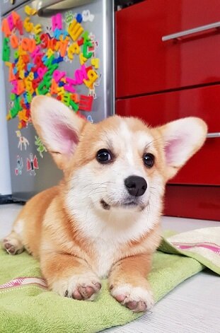 Я в ожидании знакомства с новой хозяйкой...