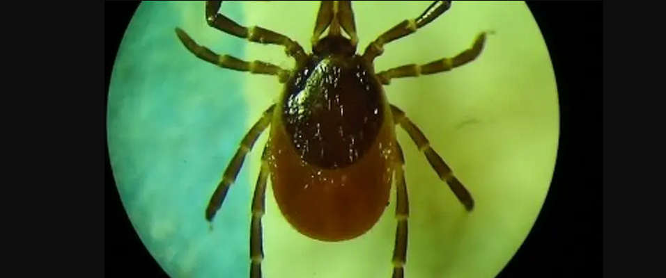 Иксодовый клещ (Ixodes ricinus), наиболее часто встречающийся вид в Восточной Европе и европейской части России