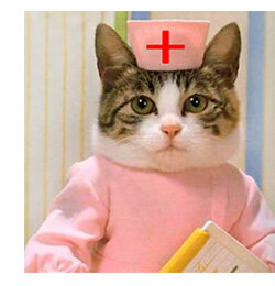 Источник: cattown.ru