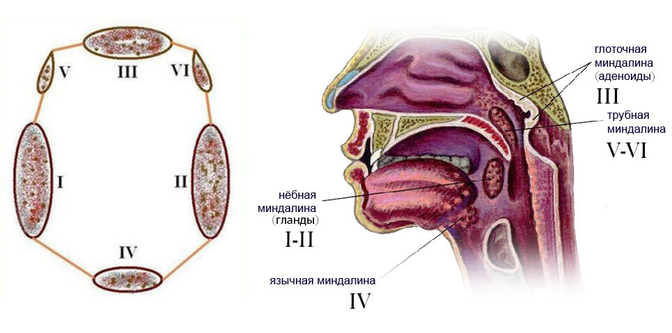 Гланды строение схема миндалины